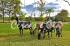 Alambrados campestre cor